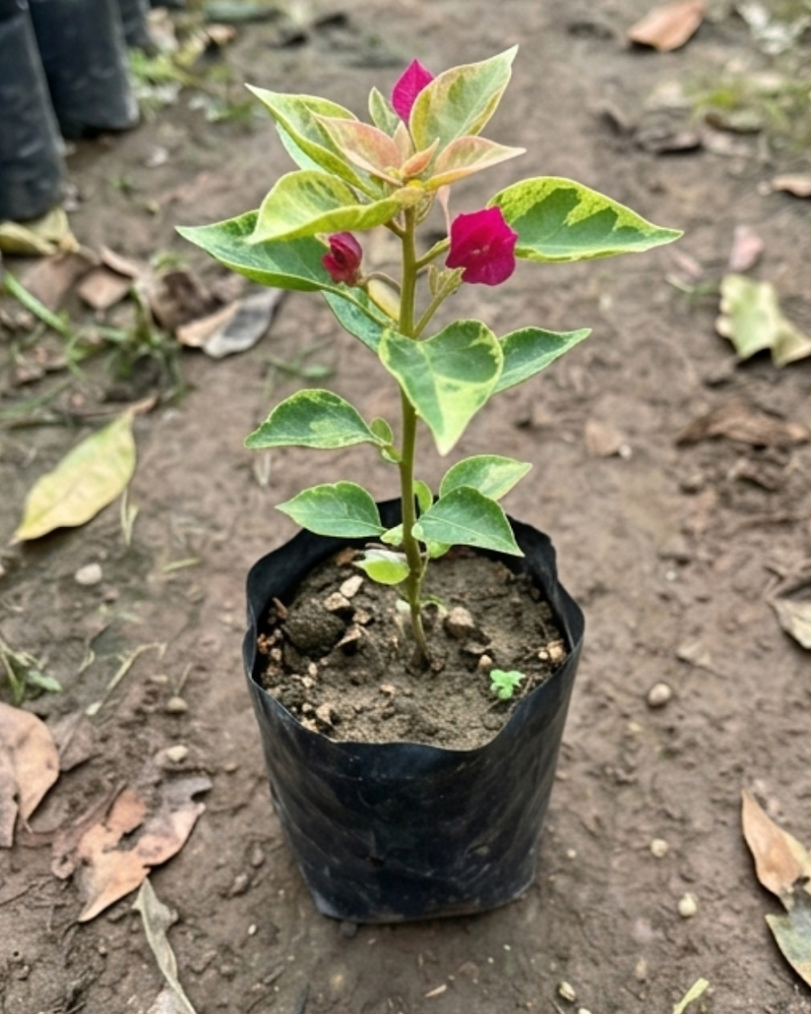 Imported Pv Sen Bougainvillea Plant — view 3