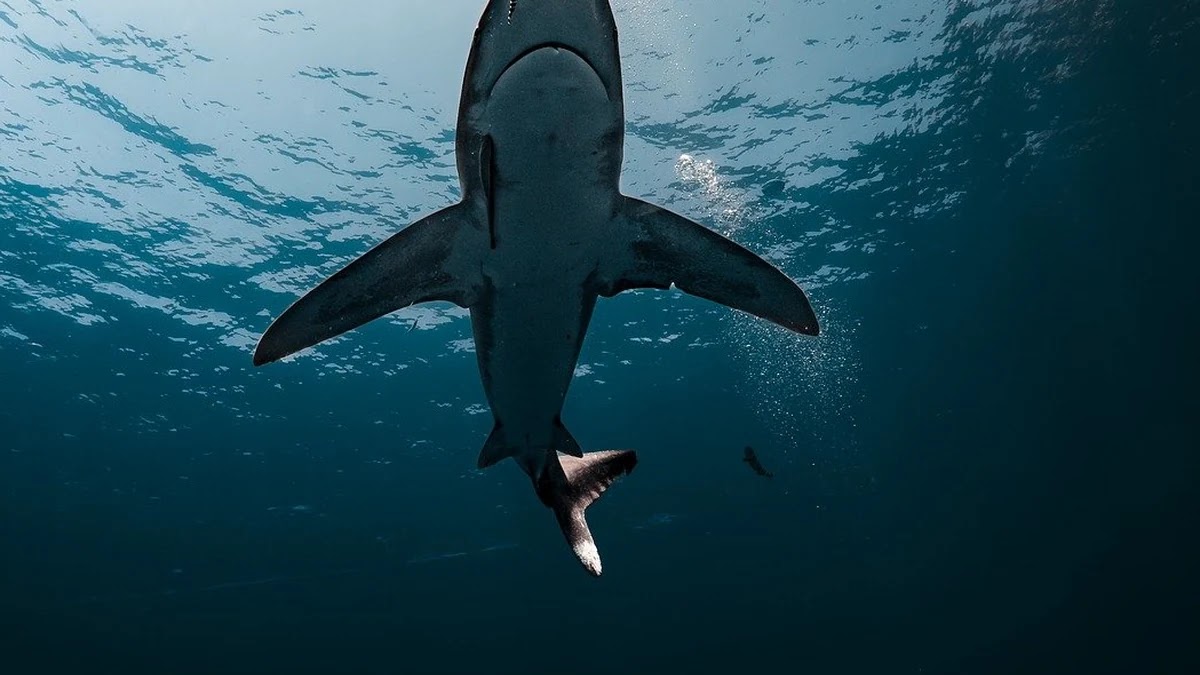 강화학습의 기본 개념과 주요 알고리즘 구조 이해하기