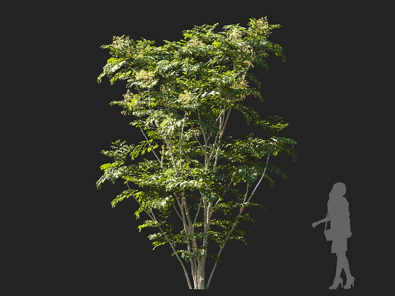Maxtree - Plant Models Vol.122
