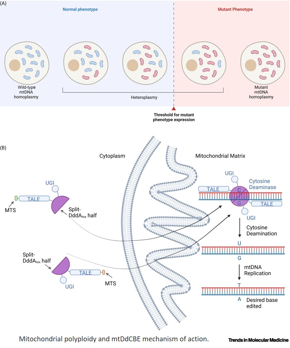 Cancer mtDNA mutations: metabolic plasticity and therapeutic promise?