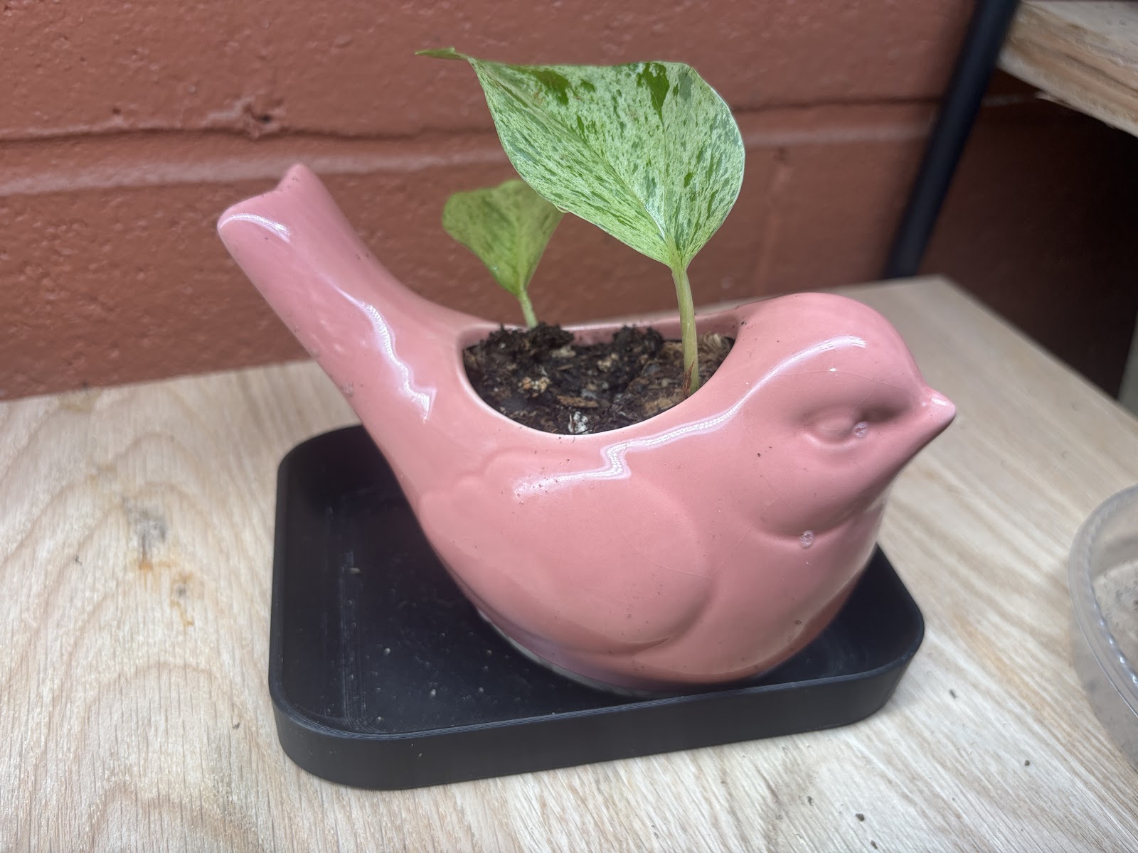 Golden Pothos Love Bird