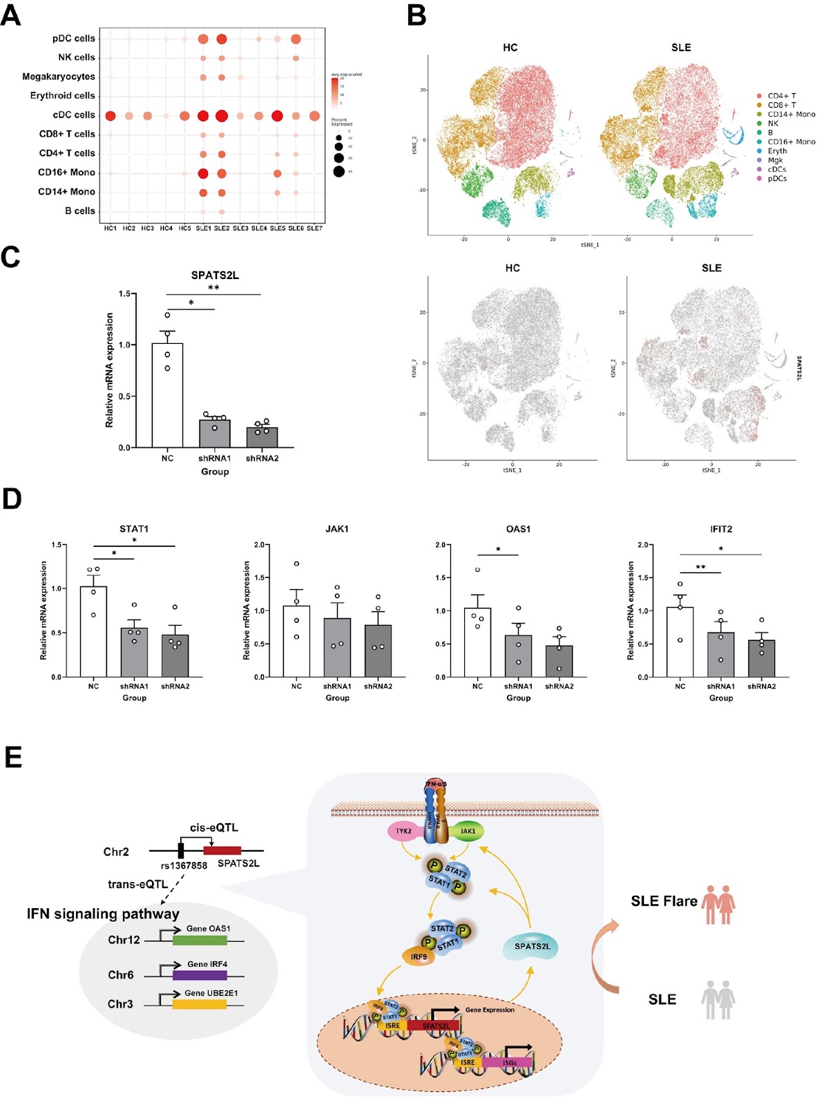 SPATS2L is a positive feedback regulator of the type I interferon signaling pathway and plays a vital role in lupus