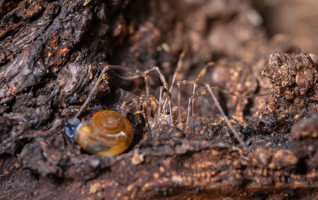 Rilaena triangularis