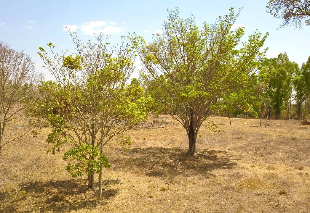 Chácara em Bela Vista de Goiás - GO 9