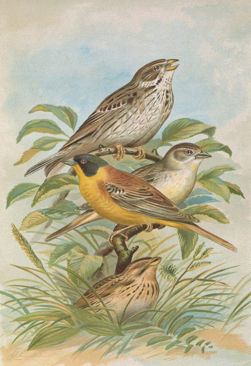 Miliaria calandra Emberiza melanocephala Scopoli