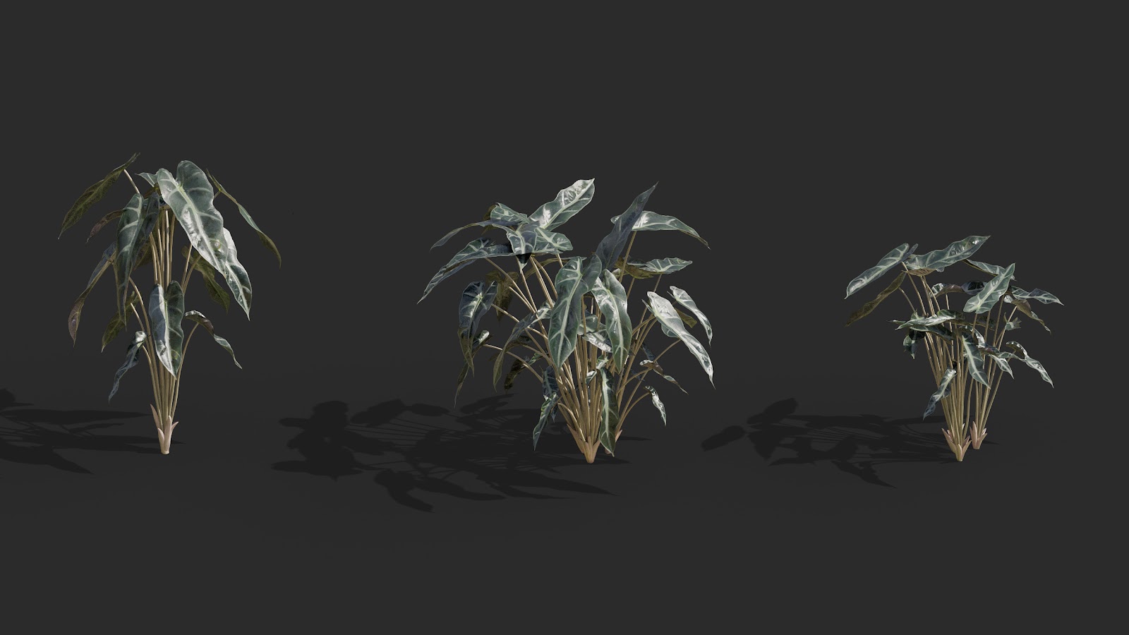 Maxtree - Plant Models Vol.62