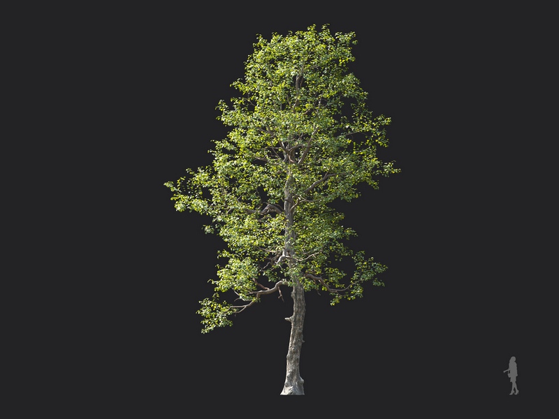 Maxtree - Plant Models Vol.124
