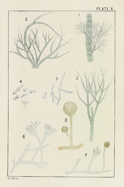 Plate X Chlorophyceæ and Fungi 1914