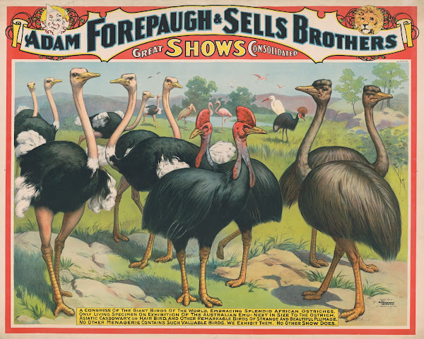 Adam Forepaugh  Sells Brothers great shows consolidated A congress of the giant