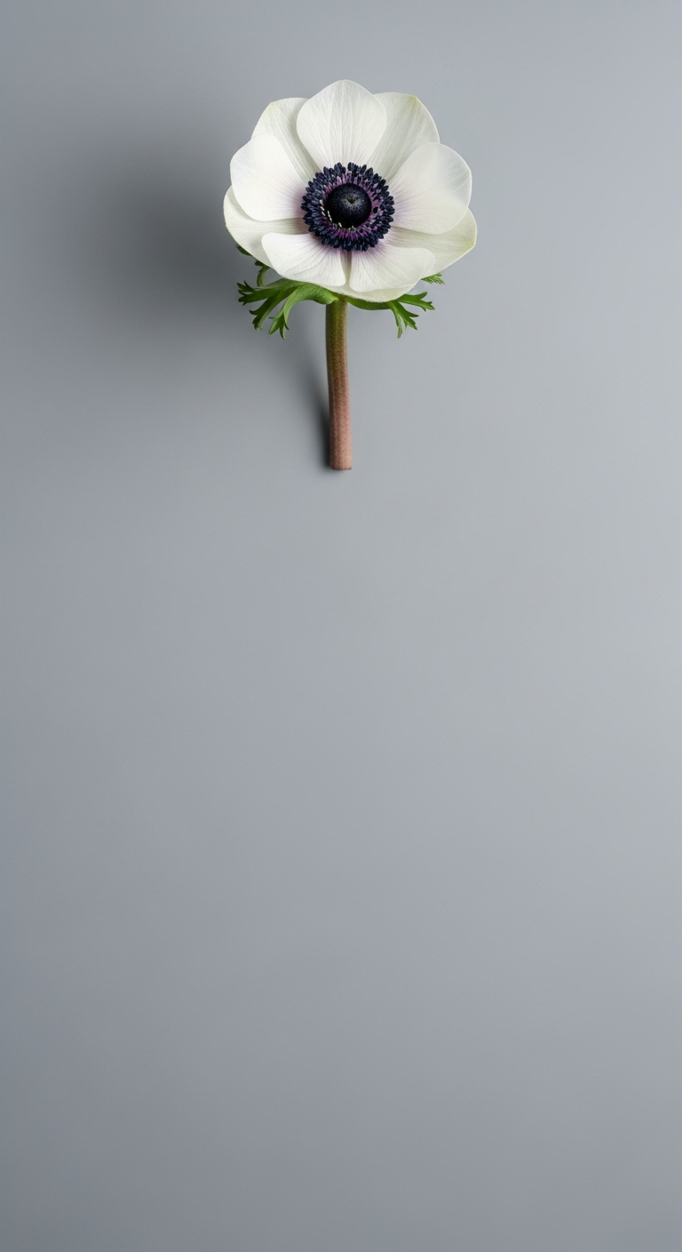 Minimalist Studio Photograph of a White Anemone Flower with a Black Center on a Grey Background - Free 4K mobile Wallpaper