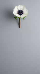 Minimalist Studio Photograph of a White Anemone Flower with a Black Center on a Grey Background