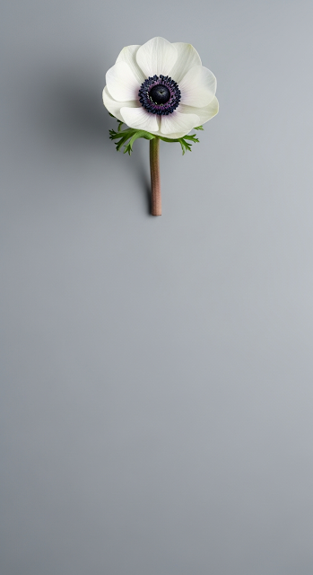 Minimalist Studio Photograph of a White Anemone Flower with a Black Center on a Grey Background - Free mobile Wallpaper