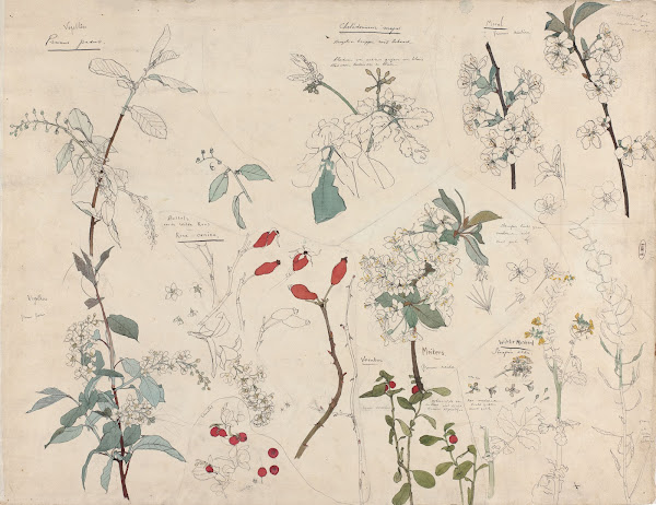 Studies van planten 1876   1951