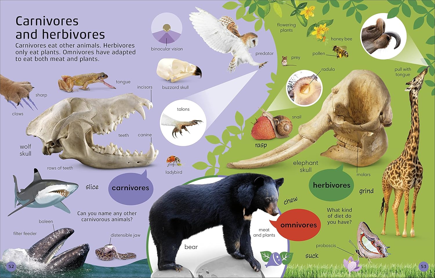 1000 Animal Words - thumbnail 3