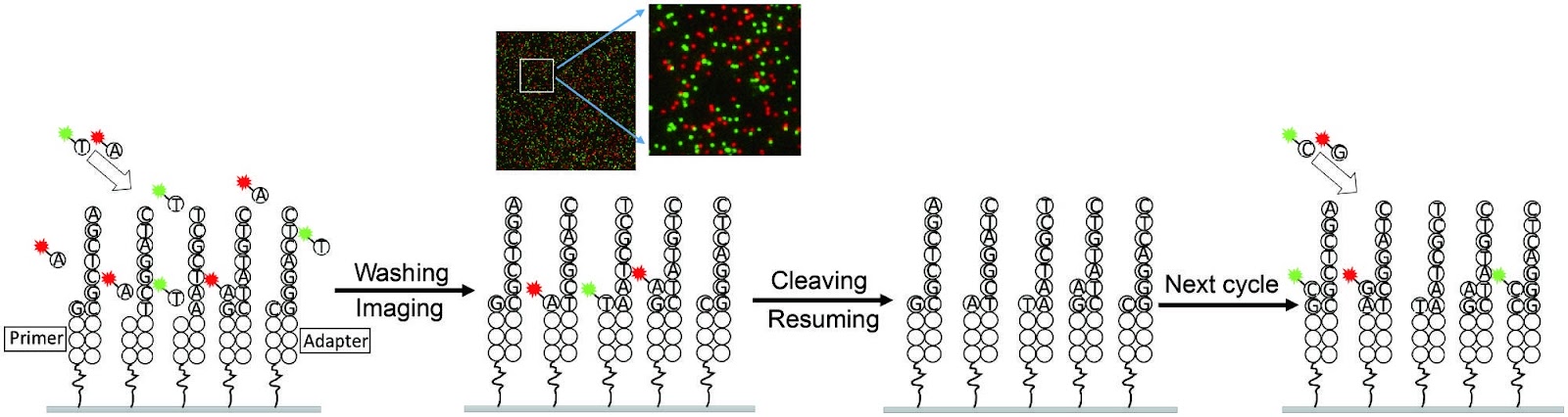 A Two-color Single-molecule Sequencing Platform and Its Clinical Applications