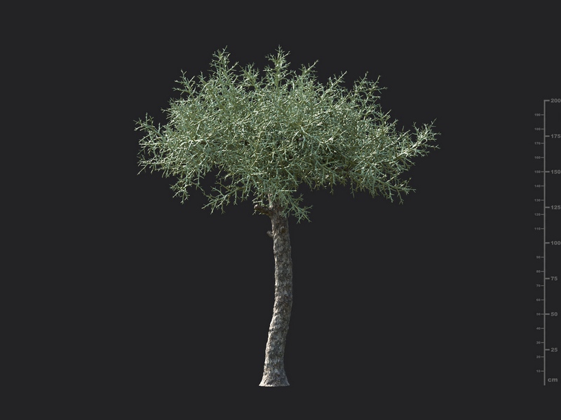 Maxtree - Plant Models Vol.130