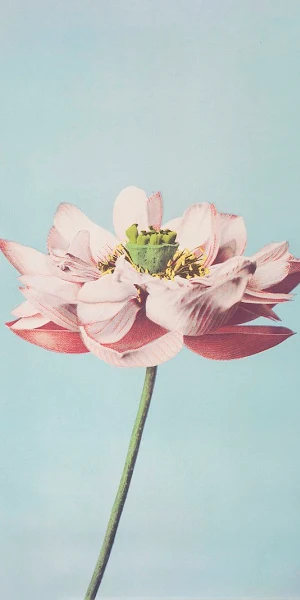 Lotus, Pink, Floral, Botanical, Bloom iPhone Wallpaper Background