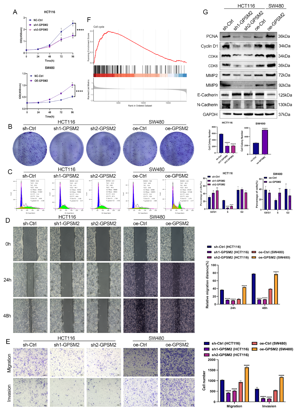 Transcriptional Regulation of GPSM2 by ZNF263 in Colorectal Cancer: Implications for Tumor Aggressiveness