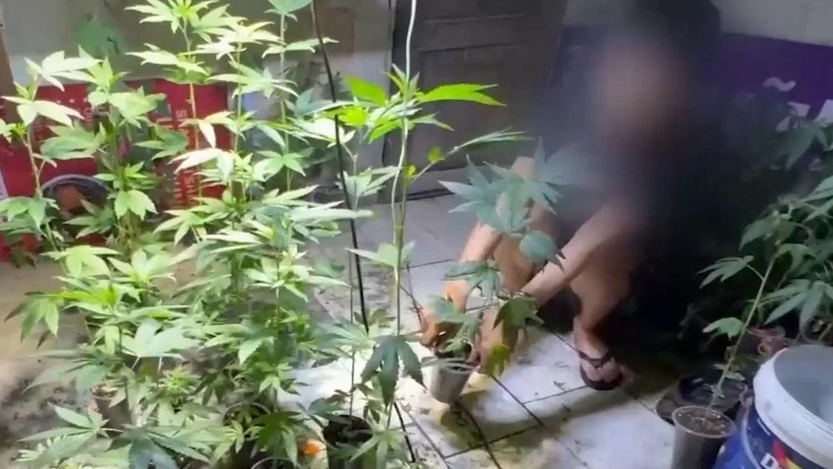 Thủ đoạn tinh vi của đường dây trồng, mua bán cần sa khép kín tại Hà Nội | ATV ngày 8/7/2026 - Chuyên trang An Ninh Thủ Đô - Báo Công an nhân dân