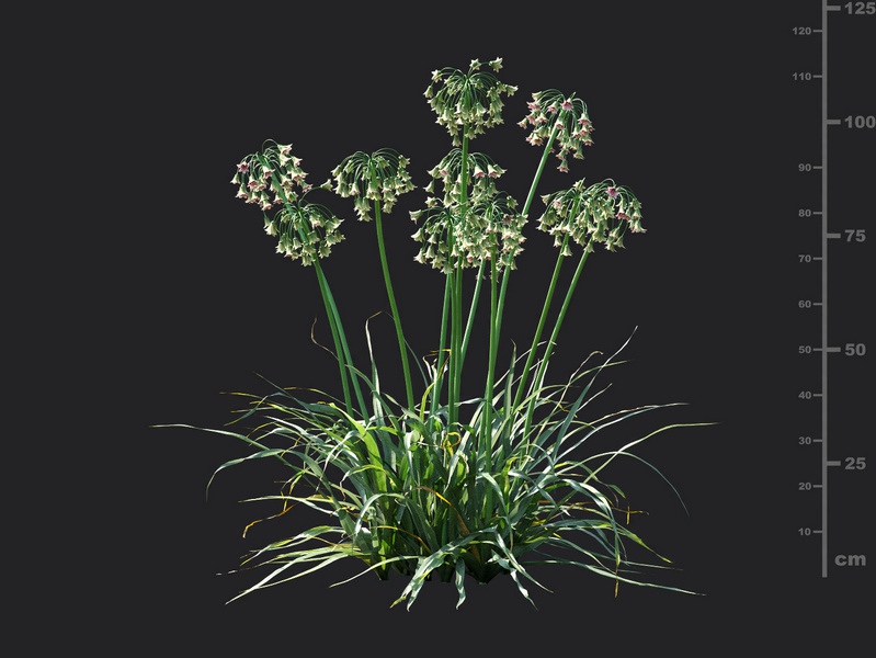 Maxtree - Plant Models Vol.115