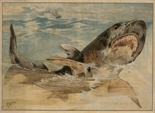 Menneskehaj 1895