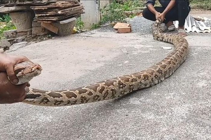 Bắt sống trăn khổng lồ dài 3,6 mét, cố gắng nuốt chửng con dê - Tạp chí Người Đưa Tin