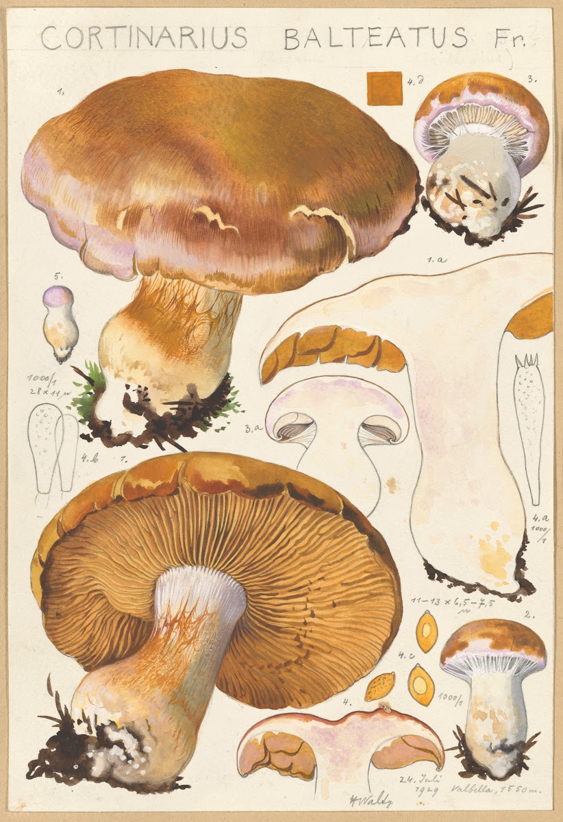 Cortinarius Balteatus Fr 1915 1945