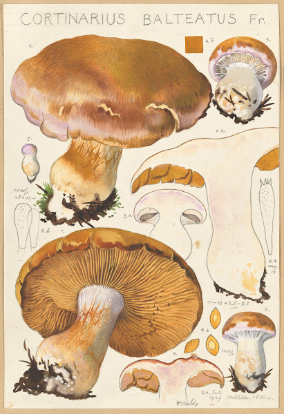 Cortinarius Balteatus Fr 1915 1945