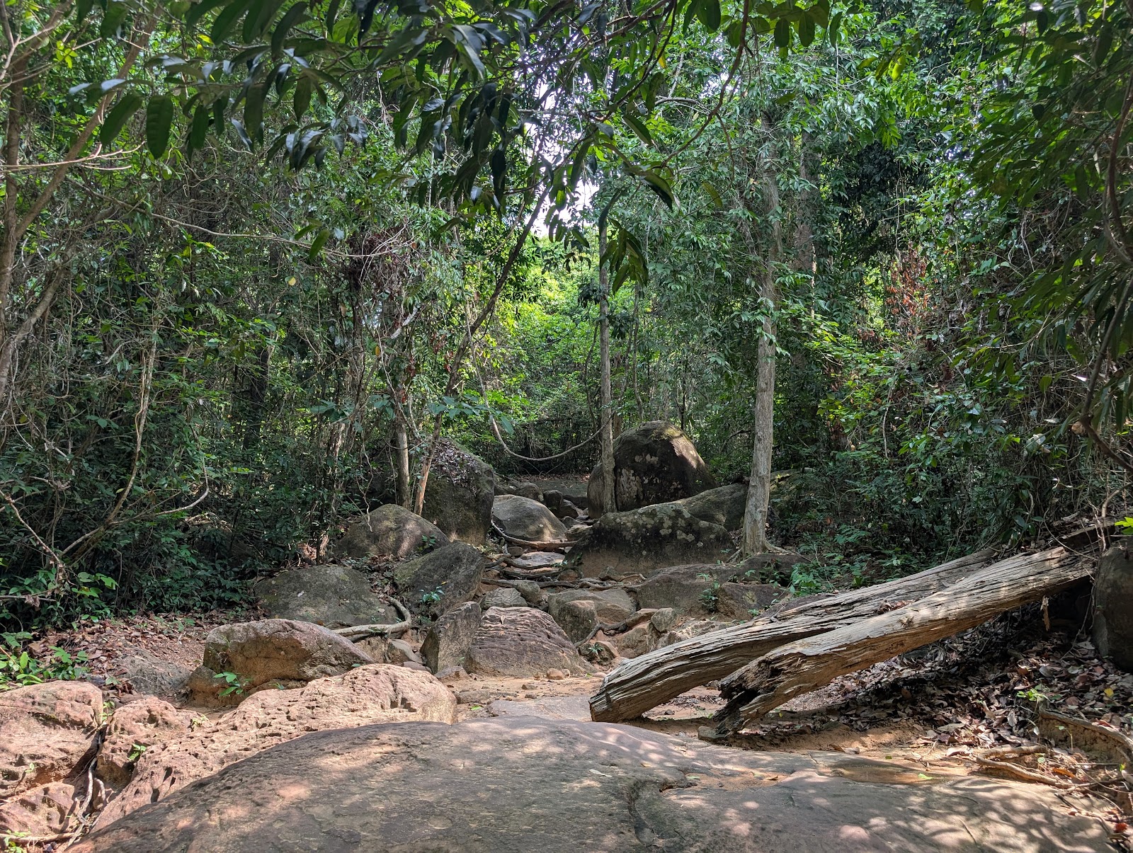 A path through the jungle featuring bright light dappled
                 through leaves above onto big stones. A large log just out
                 from the left and vines hang down from the trees