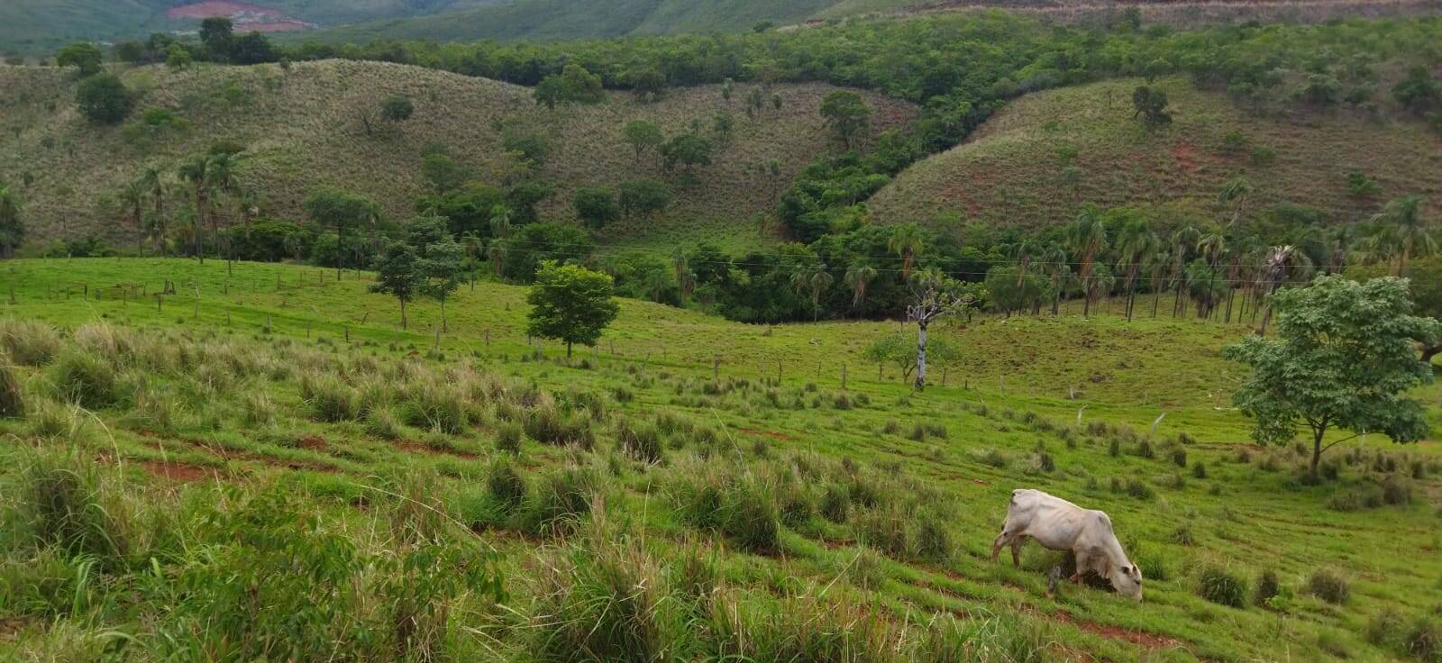 Fazenda no Município de Niquelândia - GO 3