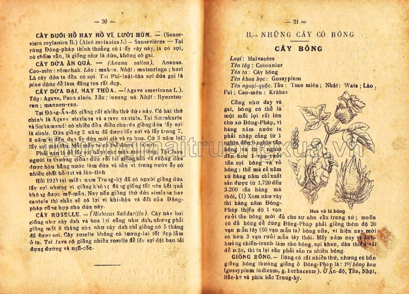 Cây dùng trong kỹ nghệ (1942) - Trang 16