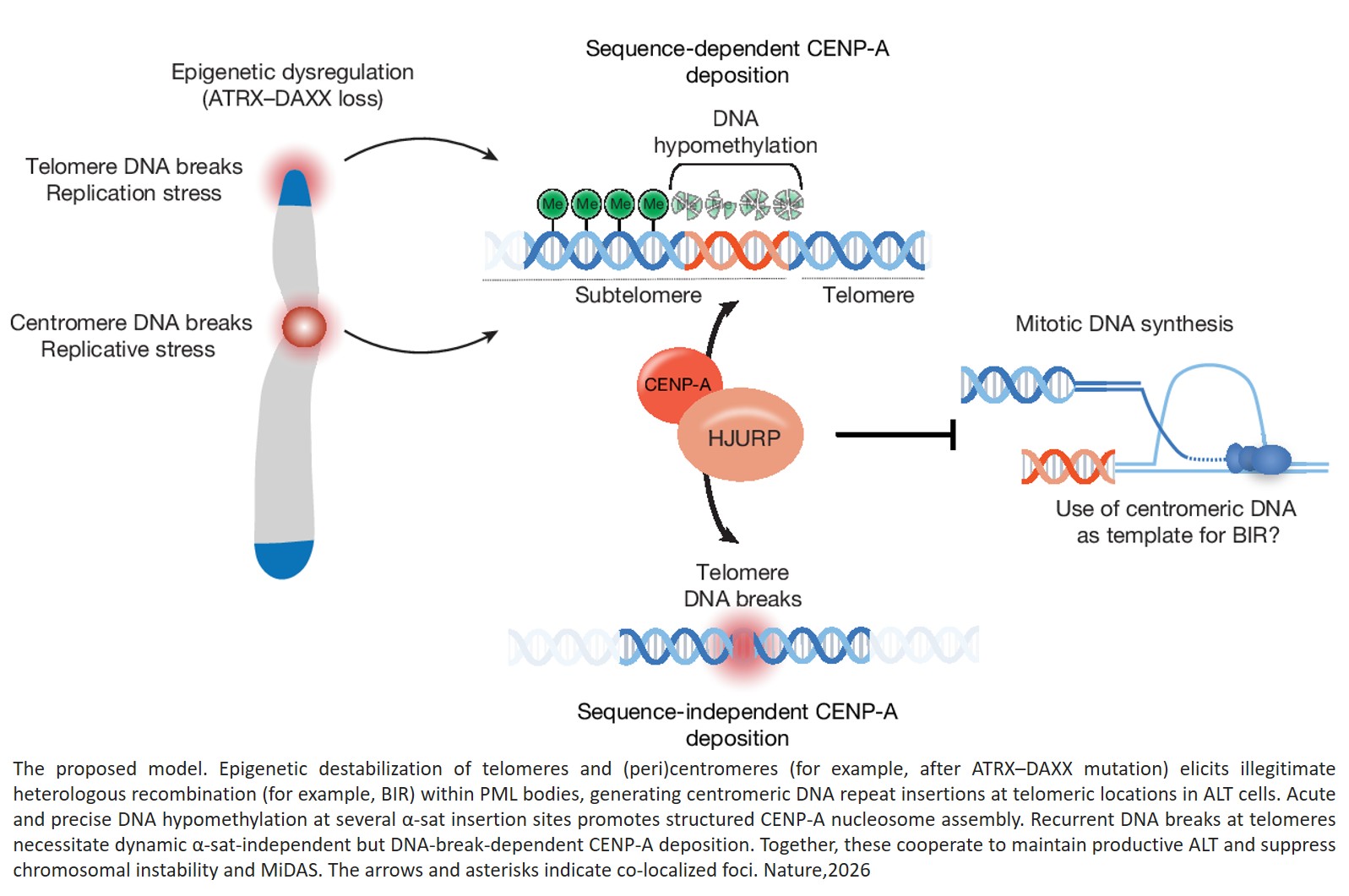Centromeric footprints preserve telomere integrity in ALT cancers
