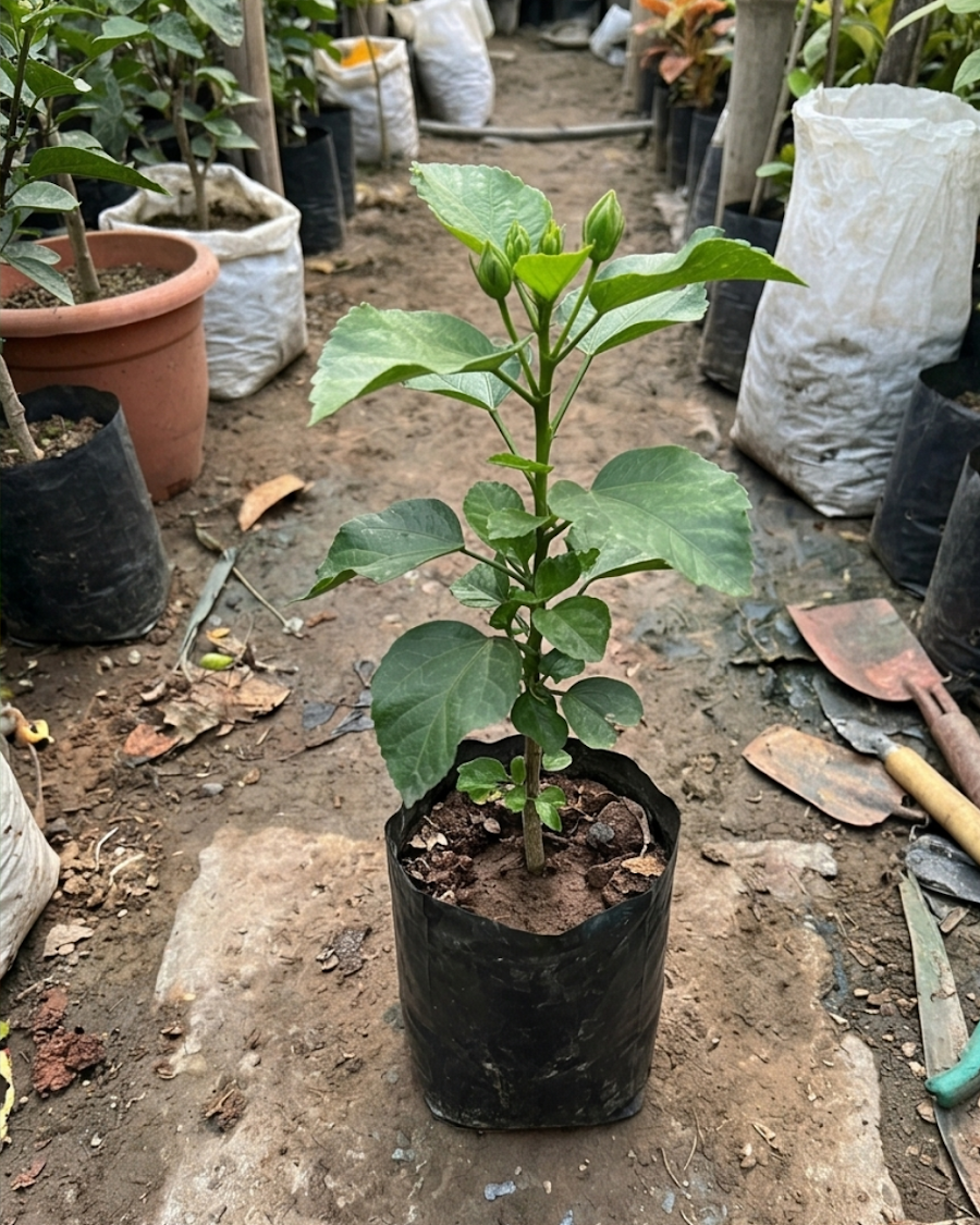 Hibiscus RK Black Pearl — view 2
