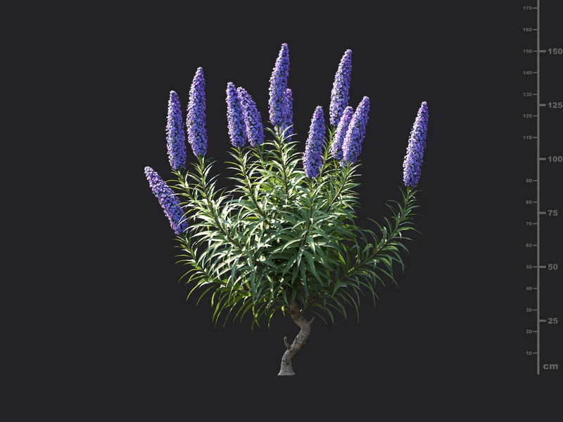 Maxtree - Plant Models Vol.115