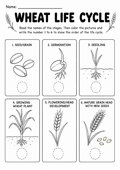Wheat Life Cycle Worksheet