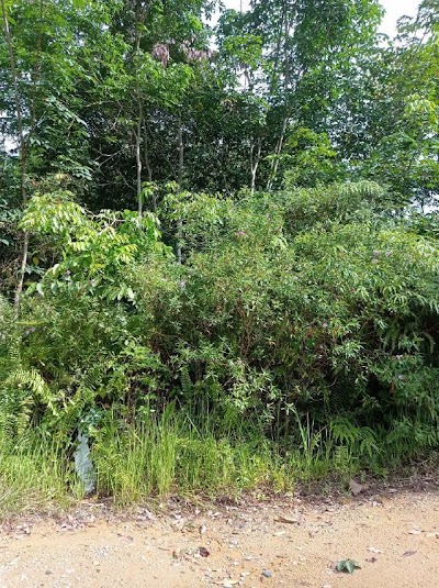 Tanah Pertanian Batu 22 Sungai Lui, Hulu Langat — foto 1/8