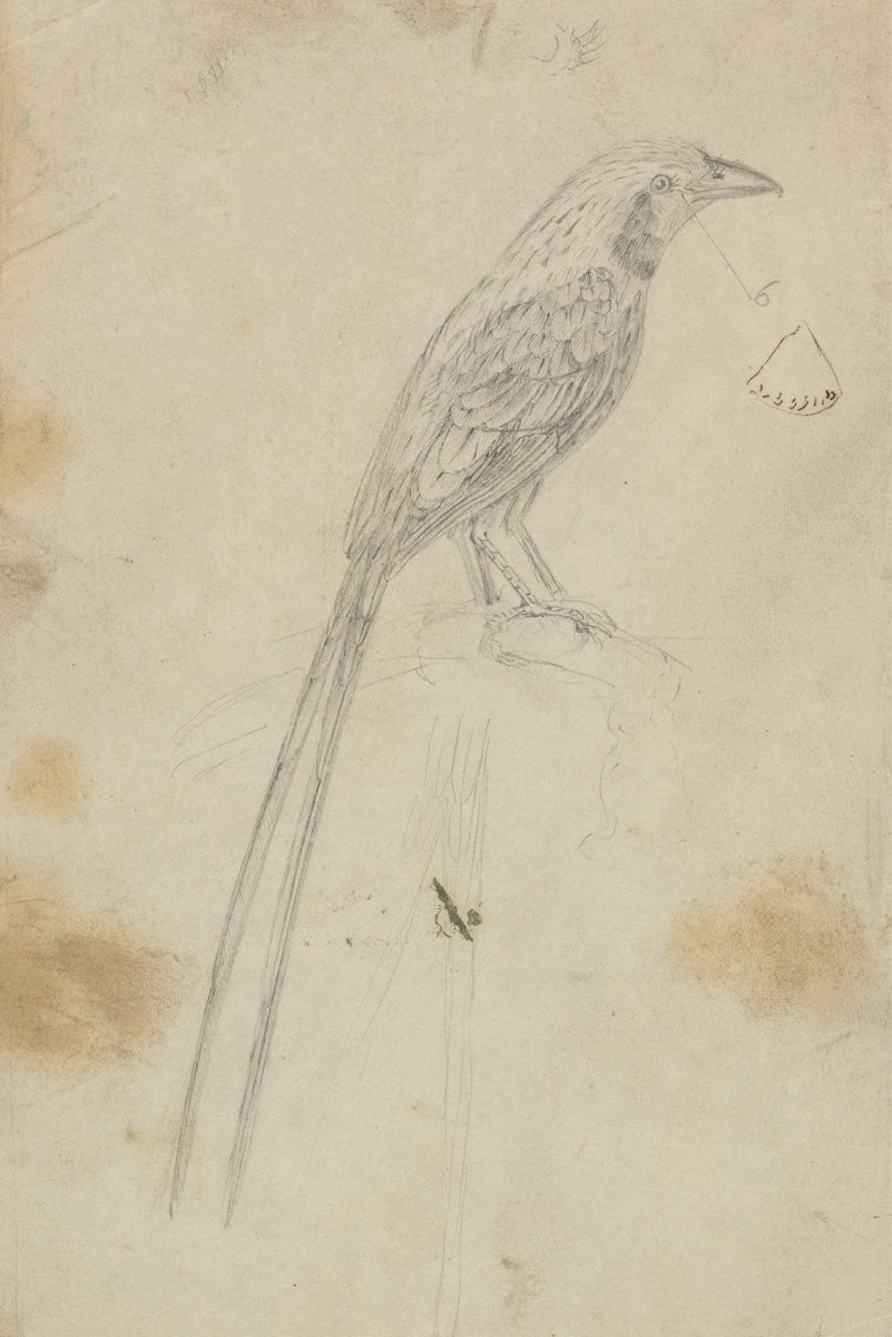 A Bird