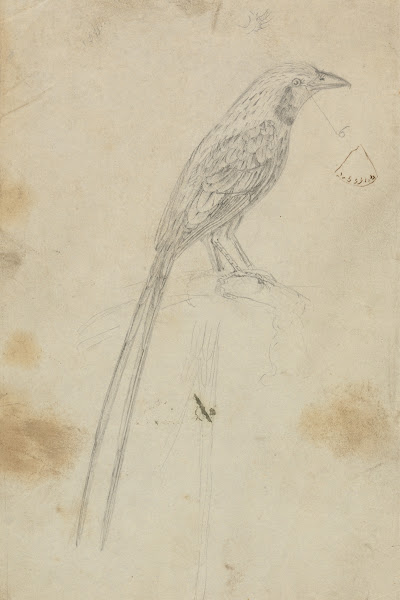 A Bird