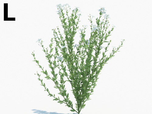 Maxtree - Plant Models Vol.3