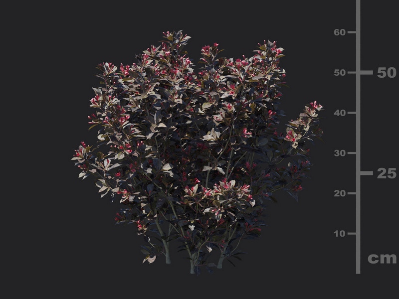 Maxtree - Plant Models Vol.116