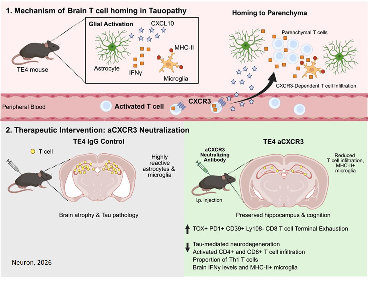 Peripheral CXCR3 blockade mitigates T cell infiltration and neurodegeneration in a mouse model of tauopathy