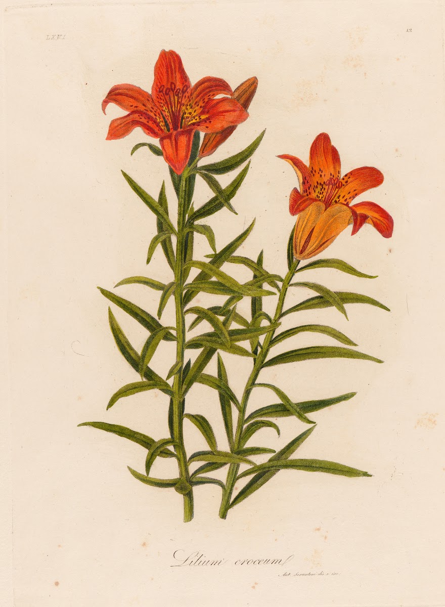 Lilium croceum 1818 1824