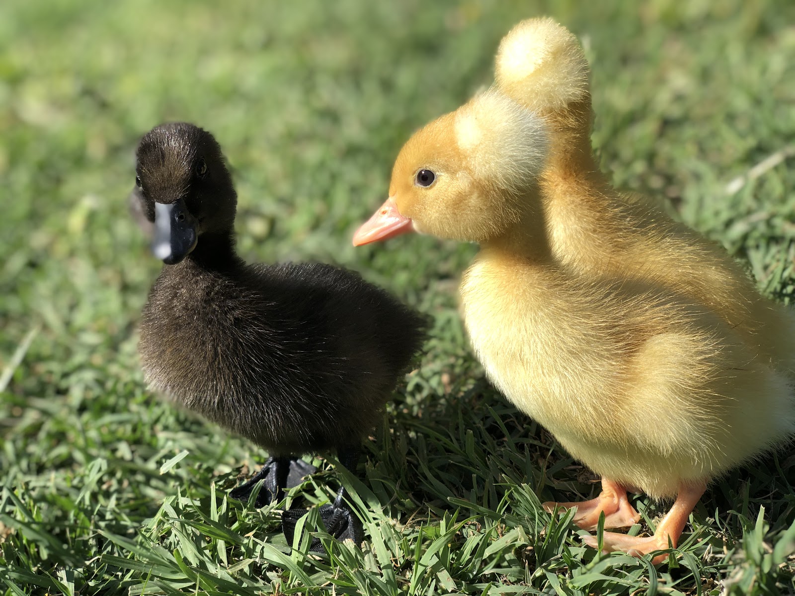 White Crested Duckling, Mixed Ducklings