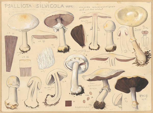 Psalliota silvicola Vitt 1915 1945