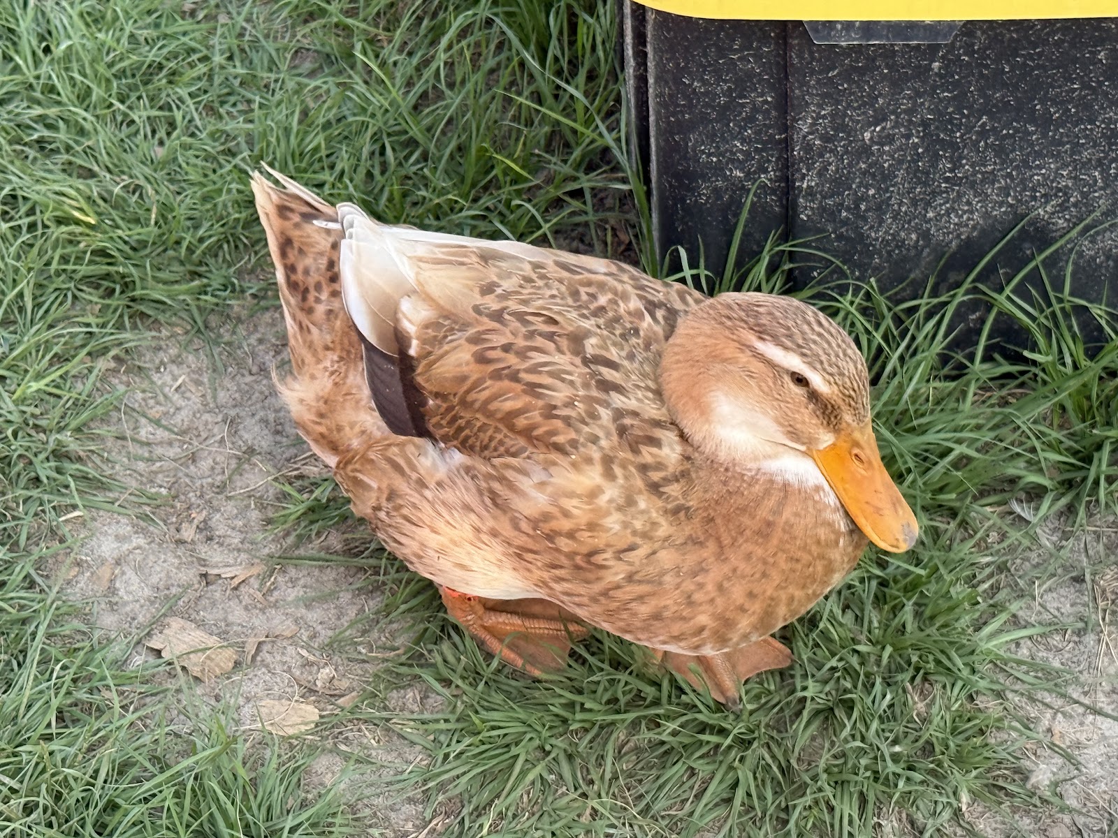 Golden Cascade Duckling