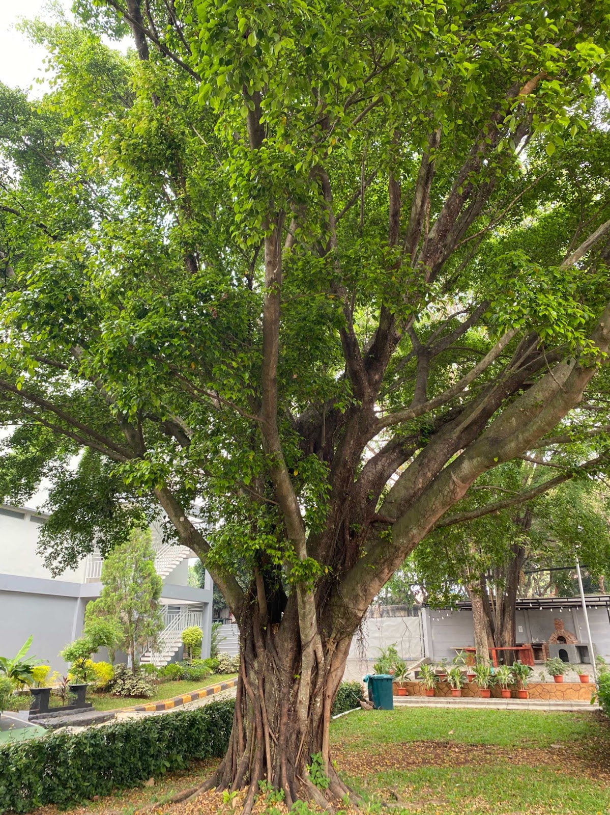 image of Ficus Tree