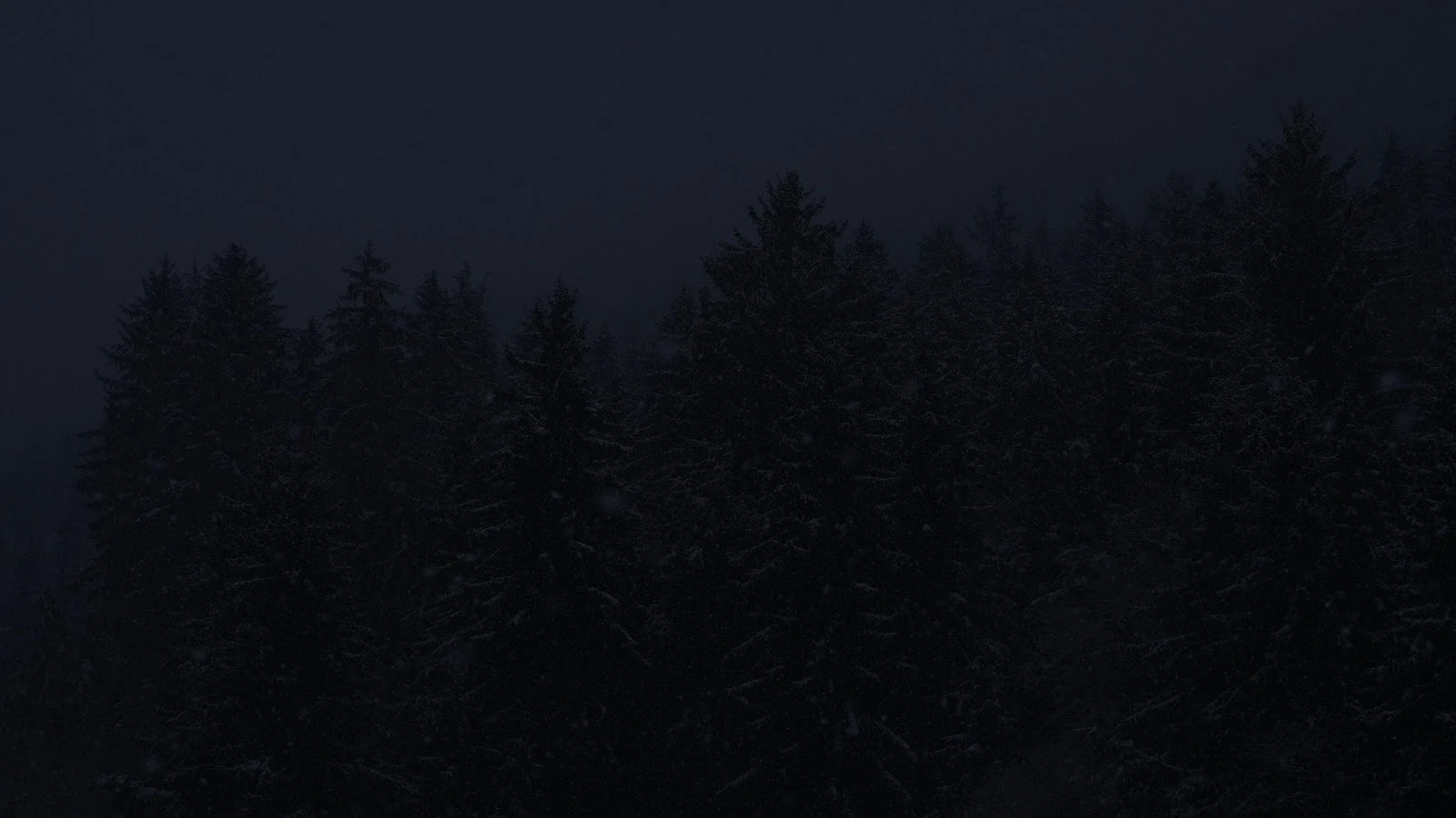 Dark Pine Forest At Night - Low Light Photography 5K Wallpaper (5120x2880)