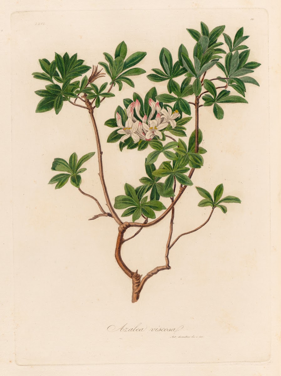 Azalea viscosa 1818 1824