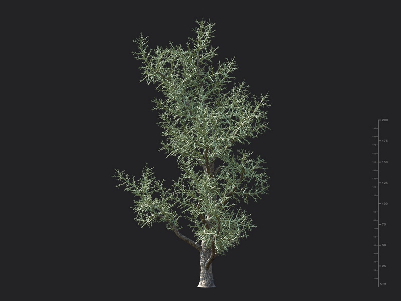 Maxtree - Plant Models Vol.130