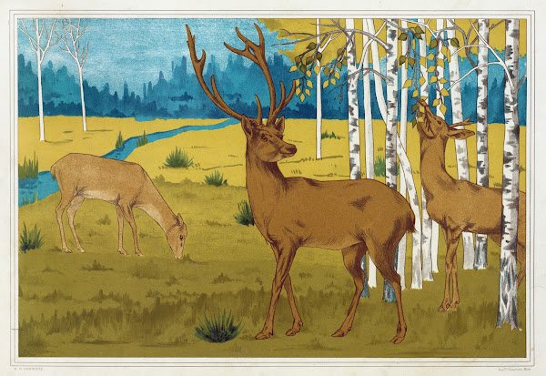 Cerfs 1897